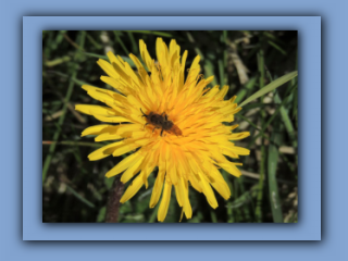 Andrena humilis in Country Park 24th April 2020 2_Prv.jpg